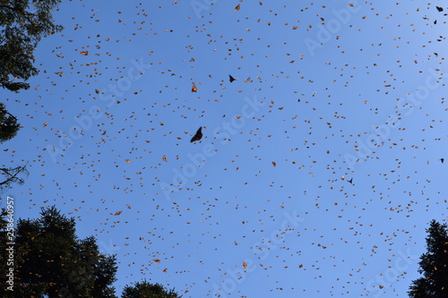 Mariposa monarca en la vida silvestre