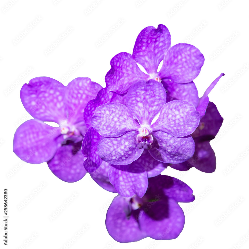 Vanda purple orchid on a white background Vanda purple orchid on a white background