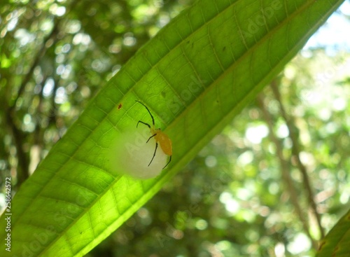 Arañita amarilla