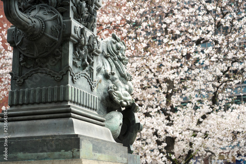 日本橋の桜