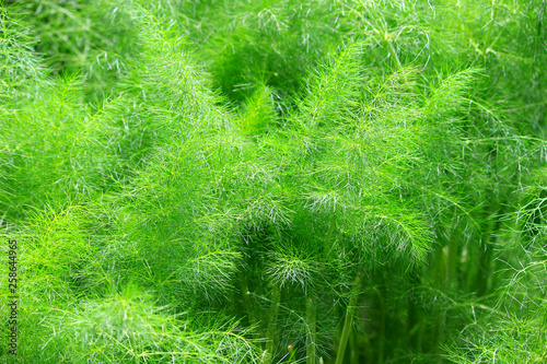 fennel herb garden