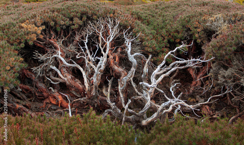Fotografía Scoparia heath showing branches under canopy