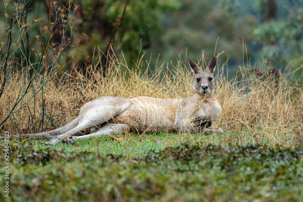 Obraz premium A male Eastern Grey Kangaroo resting at Red Hill Nature Reserve, Canberra, Australia during the morning of March 2019