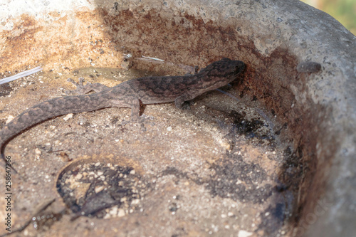 A Southern Marbled Gecko disturbed under a bird bath at Hughes, Canberra, Australia during the afternoon of March 2019