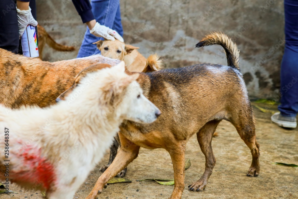 Fototapeta premium wet dog in the shelter