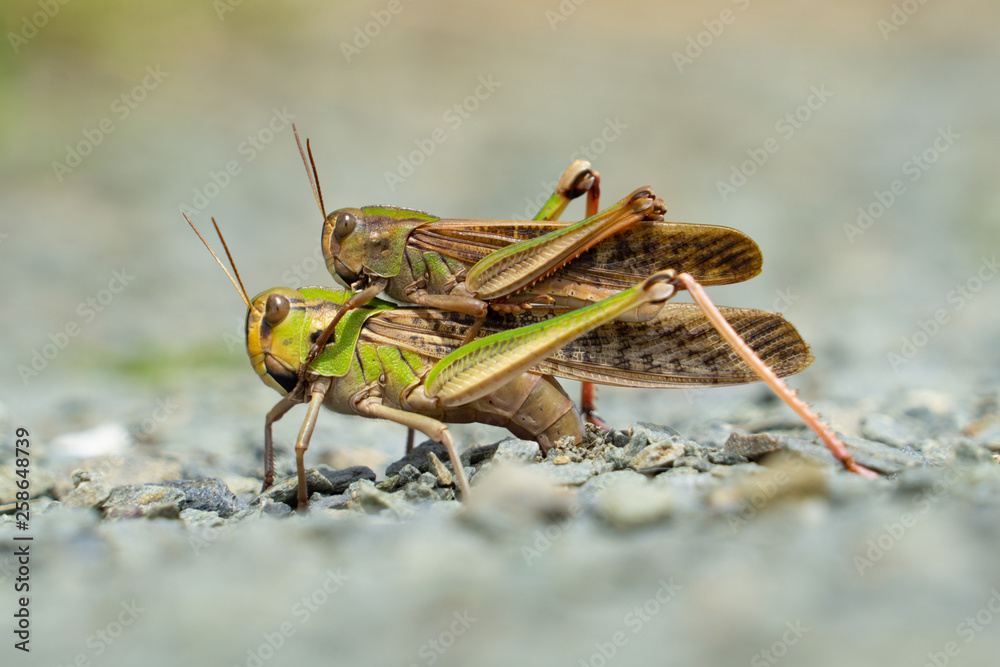 Grasshopper in act of sexual reproduction on ground Grasshopper in act of sexual reproduction on ground