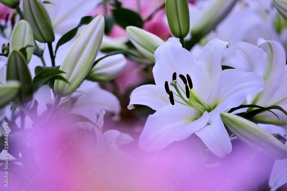 Fototapeta premium 美しい百合の花