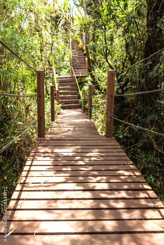 wooden Walkway, wooden bridge through Rain forest in Malaysia.
