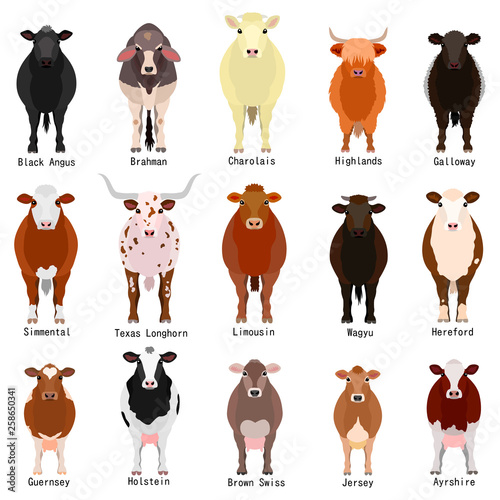 cattle chart with breeds name