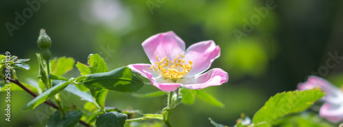 Dog-rose on a green background.
