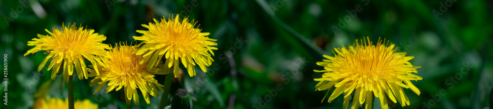 Panorama yellow dandelion on a background of green grass. Panorama yellow dandelion on a background of green grass.