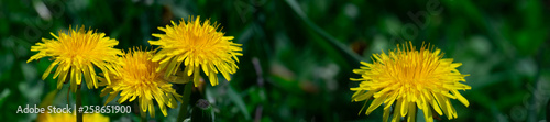 Panorama yellow dandelion on a background of green grass.