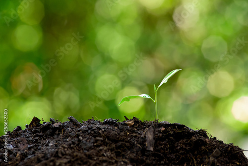 Little seedling germinate