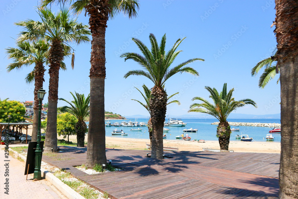 Fototapeta premium Row of palm trees on the beach, Nea Fokea, Greece