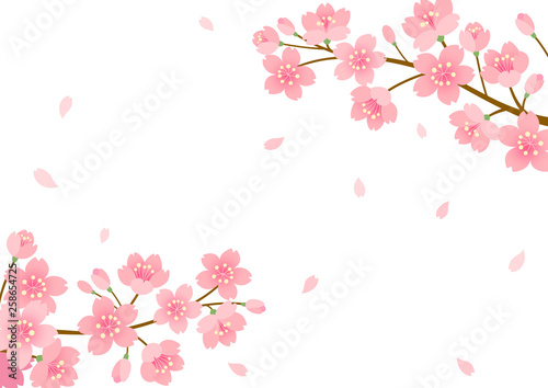 Cherry blossom background