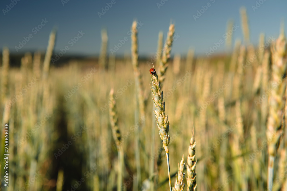 Fototapeta premium Wheat field with a ladybug and countryside scenery.