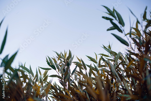 Wallpaper Mural Fresh and green leaves of willow, nature background. Torontodigital.ca