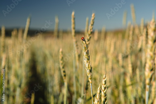 Wheat field with a ladybug and countryside scenery.