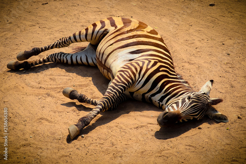 zebra in serengeti national park tanzania africa © Akarat