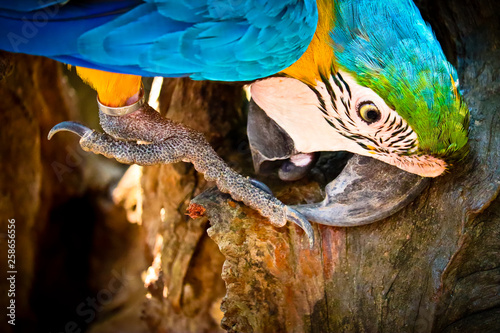 portrait  of  macaw