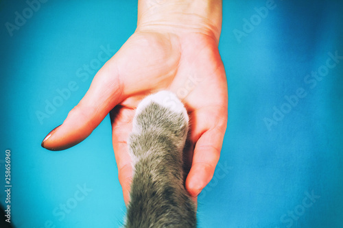 The hands of the family and the furry paw of the cat as a team. Fighting for animal rights, helping animals