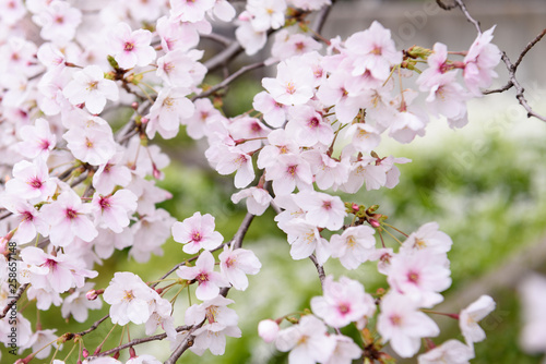 桜の花 © Masamitsu