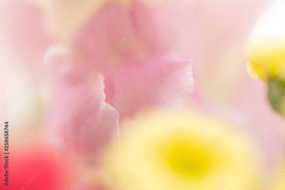 ピンクと黄色の花アップ