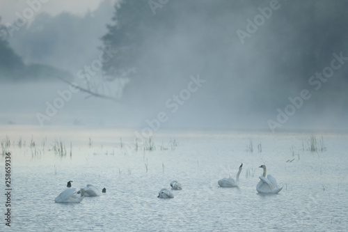 Obraz na płótnie swan