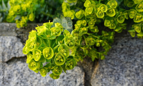 Close up beautiful Bells of Ireland flowers. Shell flower. photo