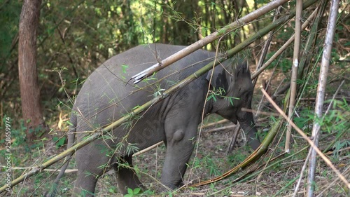 Baby elephant breaking a bamboo tree to get sweet juice