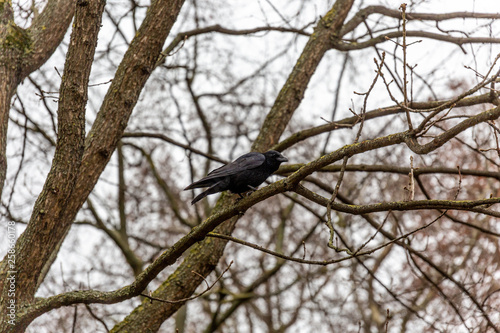 Crow on tree