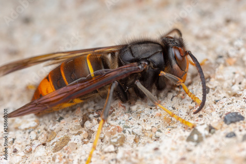 Real Vespa Velutina Macro