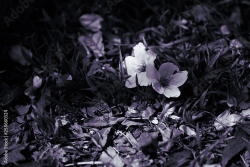 モノクロの桜