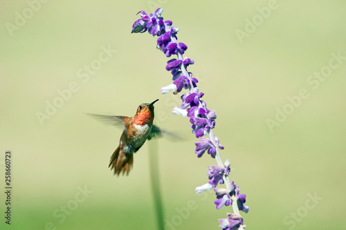 Hummingbird Feeding on Nectar