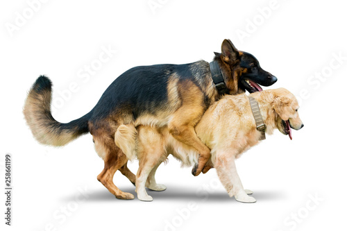 Photography Two dogs different species mating on studio