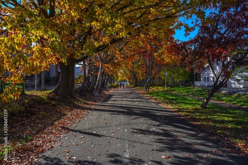 紅葉の道