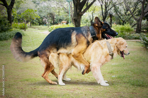 Fotografija Two stray dogs different species mating