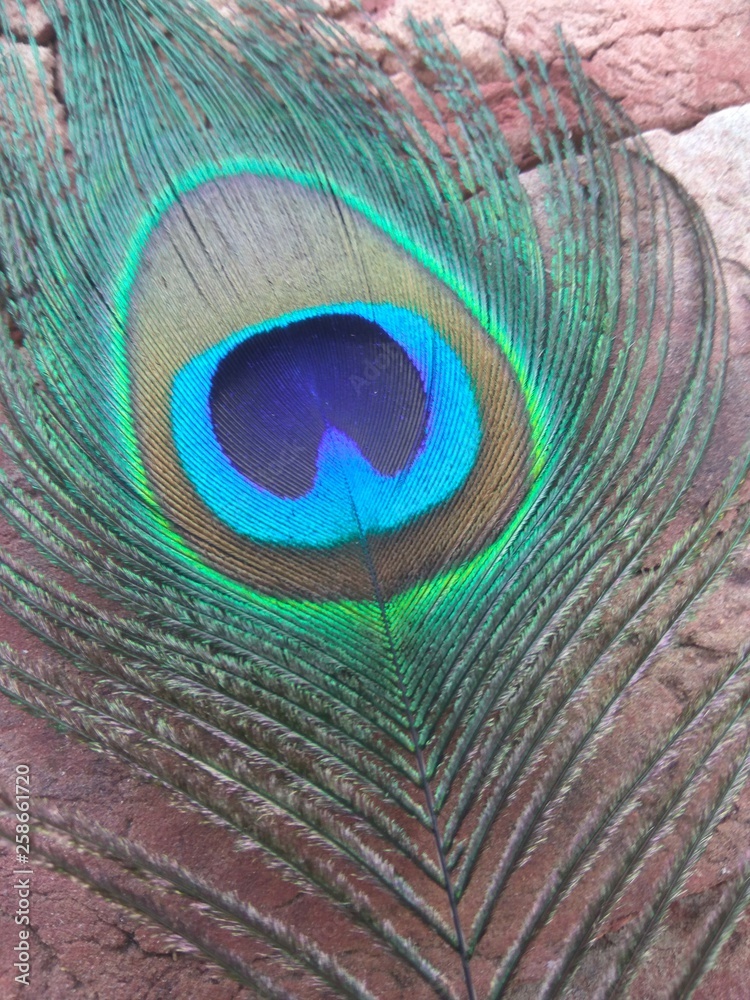 Obraz premium Peacock