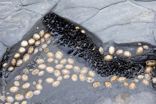 Mussel and limpet shells grow wild in rockpools along the coastline. photo