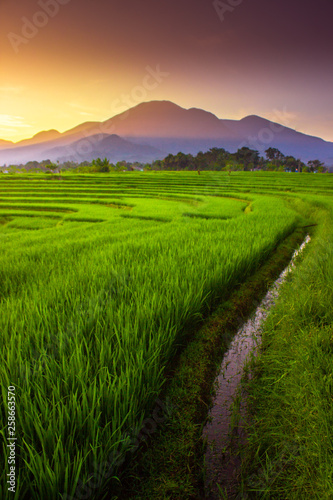 natural portraits of rice fields and mountains in rural Indonesia with sunrise and green morning dew in Indonesia natural beauty of bengkulu utara indonesia with mountain barisan and green nature