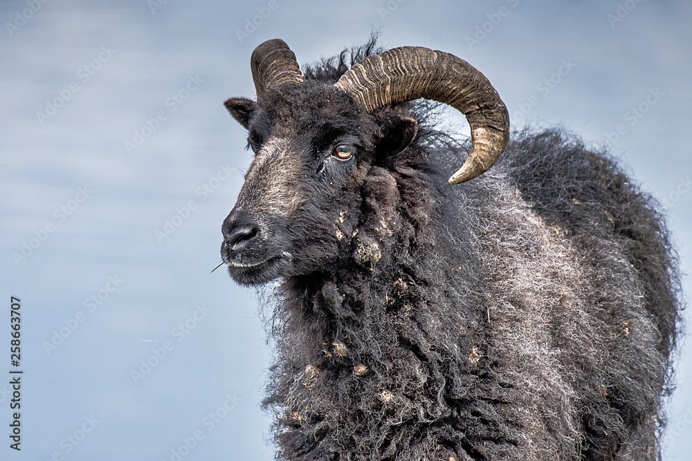 a close up half length portrait a a dark coloured goat ram with thick hair and against the sky, it clearly shows its horns
