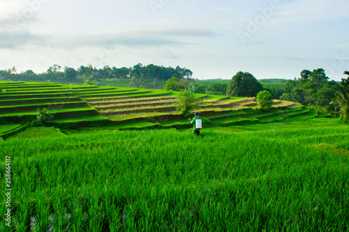 morning farmer activity with green paddy fields natural beauty of bengkulu utara indonesia with mountain barisan and green nature