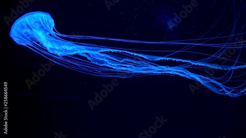 4K. a group of fluorescent jellyfish swimming in an aquarium pool. transparent jellyfish underwater shots with a glowing jellyfish moving in the water. marine life wallpaper background.