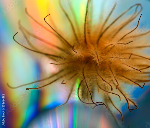 Art photo of a dried clematis flower on a polichrome blurred  background