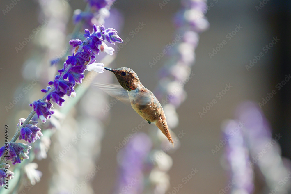 Naklejka premium Hummingbird Feeding on Nectar