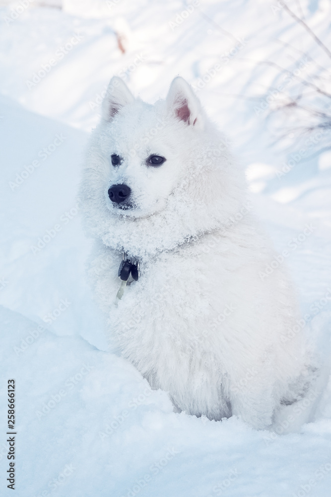 White dog Spitz walks in winter on snow