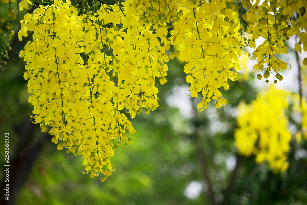 Flowers multiply blossoming on the tree Flowers multiply blossoming on the tree