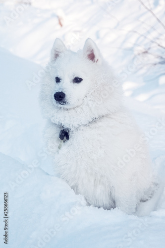 White dog Spitz walks in winter on snow © tenrec