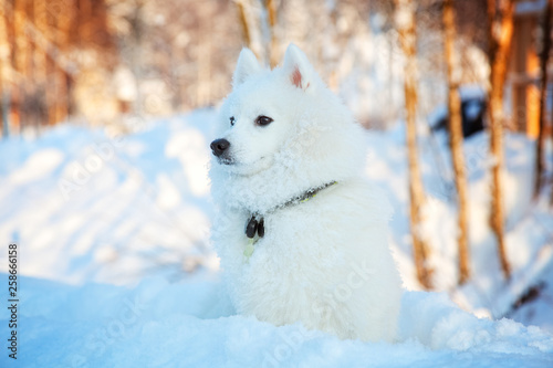 White dog Spitz walks in winter on snow