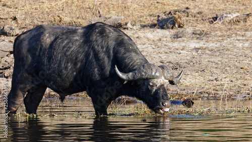 Cape Buffalo at the river's edge in Chobe National Park, Botswana.